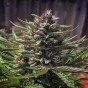 Blueberry Muffin Cannabis Effects: What You Can Expect From This Relaxing&nbsp;Hybrid
