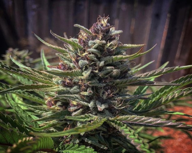 Blueberry Muffin Cannabis Effects: What You Can Expect From This Relaxing&nbsp;Hybrid